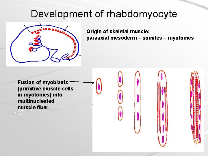 Development of rhabdomyocyte Origin of skeletal muscle: paraaxial mesoderm – somites – myotomes Fusion