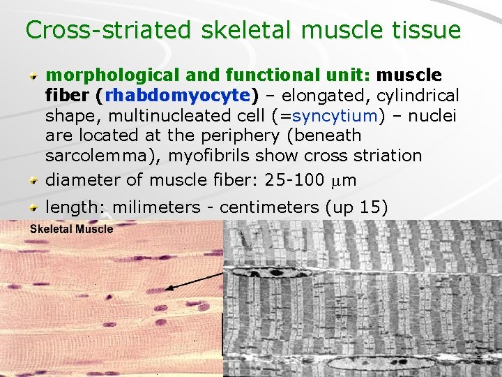 Cross-striated skeletal muscle tissue morphological and functional unit: muscle fiber (rhabdomyocyte) – elongated, cylindrical