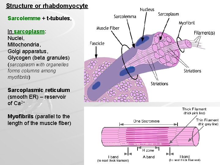 Structure or rhabdomyocyte Sarcolemme + t-tubules, In sarcoplasm: Nuclei, Mitochondria, Golgi apparatus, Glycogen (beta