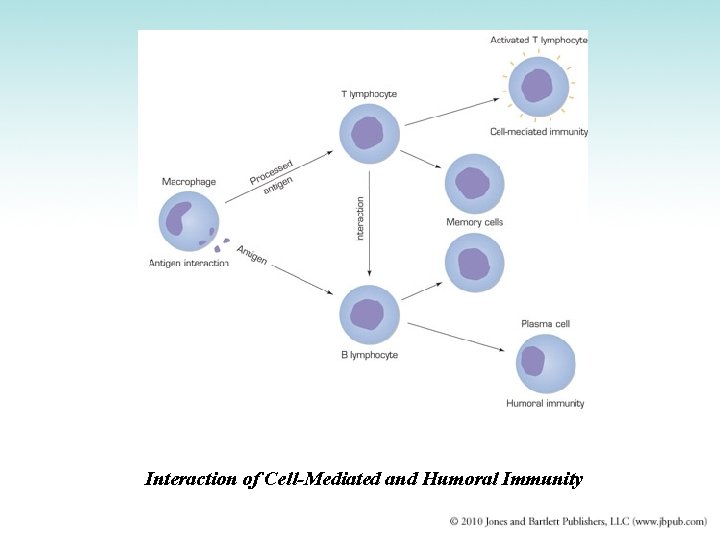 Interaction of Cell-Mediated and Humoral Immunity 