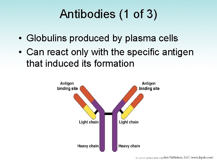 Antibodies (1 of 3) • Globulins produced by plasma cells • Can react only