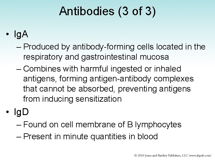 Antibodies (3 of 3) • Ig. A – Produced by antibody-forming cells located in
