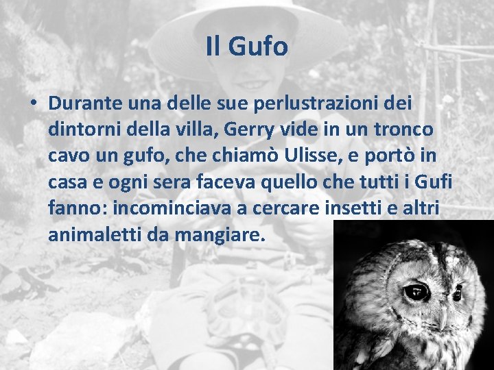 Il Gufo • Durante una delle sue perlustrazioni dei dintorni della villa, Gerry vide