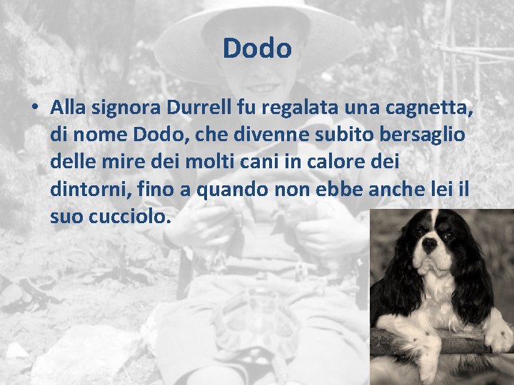 Dodo • Alla signora Durrell fu regalata una cagnetta, di nome Dodo, che divenne