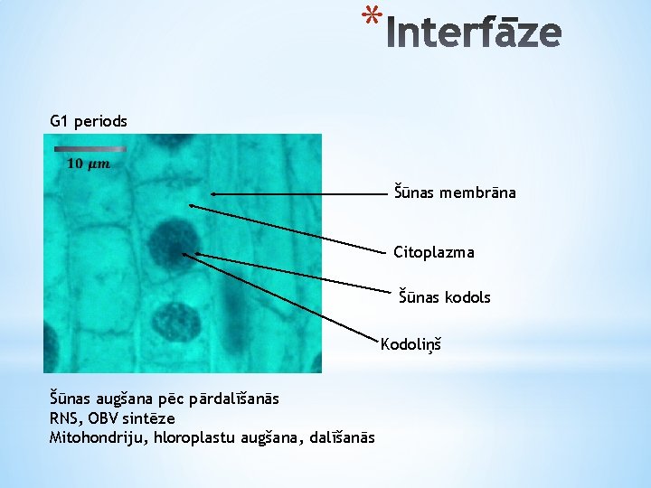 * G 1 periods Šūnas membrāna Citoplazma Šūnas kodols Kodoliņš Šūnas augšana pēc pārdalīšanās