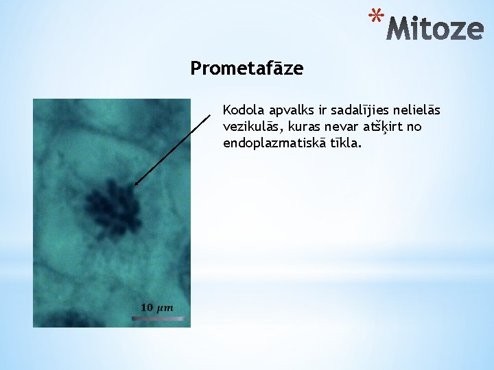 * Prometafāze Kodola apvalks ir sadalījies nelielās vezikulās, kuras nevar atšķirt no endoplazmatiskā tīkla.