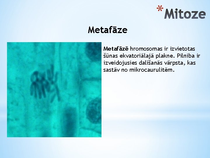 * Metafāze Metafāzē hromosomas ir izvietotas šūnas ekvatoriālajā plakne. Pilniba ir izveidojusies dalīšanās vārpsta,