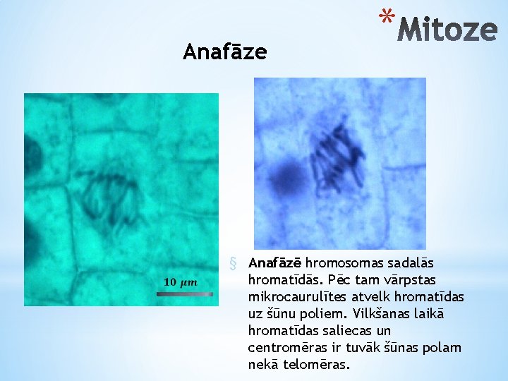 Anafāze * § Anafāzē hromosomas sadalās hromatīdās. Pēc tam vārpstas mikrocaurulītes atvelk hromatīdas uz