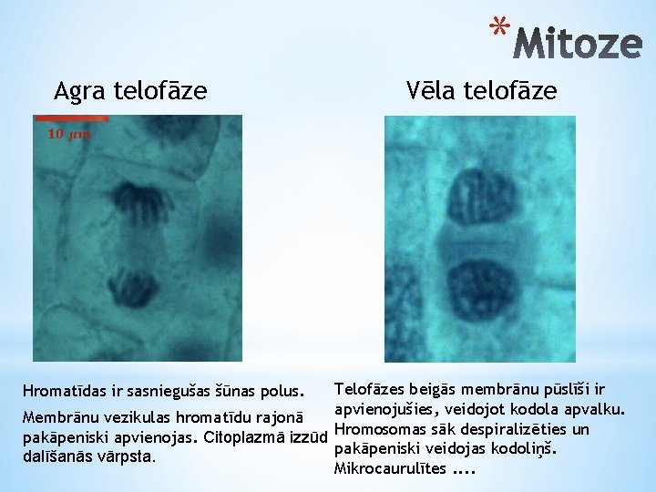 * Agra telofāze Vēla telofāze Telofāzes beigās membrānu pūslīši ir apvienojušies, veidojot kodola apvalku.