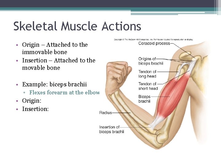 Skeletal Muscle Actions • Origin – Attached to the immovable bone • Insertion –