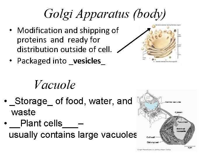 Golgi Apparatus (body) • Modification and shipping of proteins and ready for distribution outside