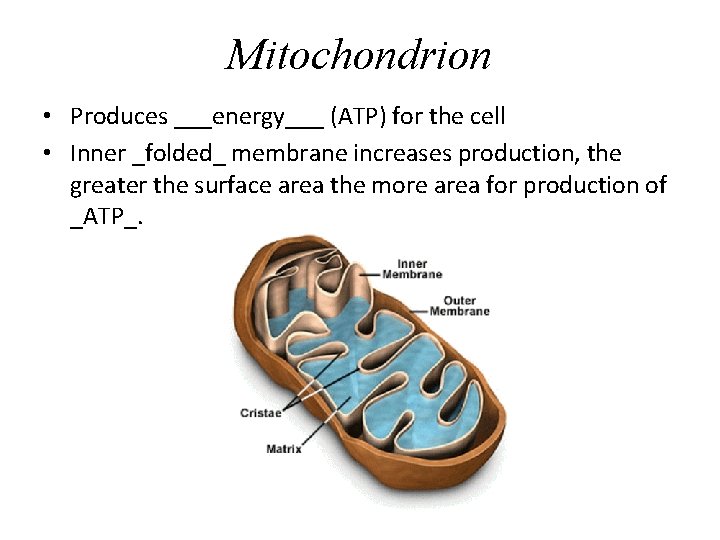 Mitochondrion • Produces ___energy___ (ATP) for the cell • Inner _folded_ membrane increases production,