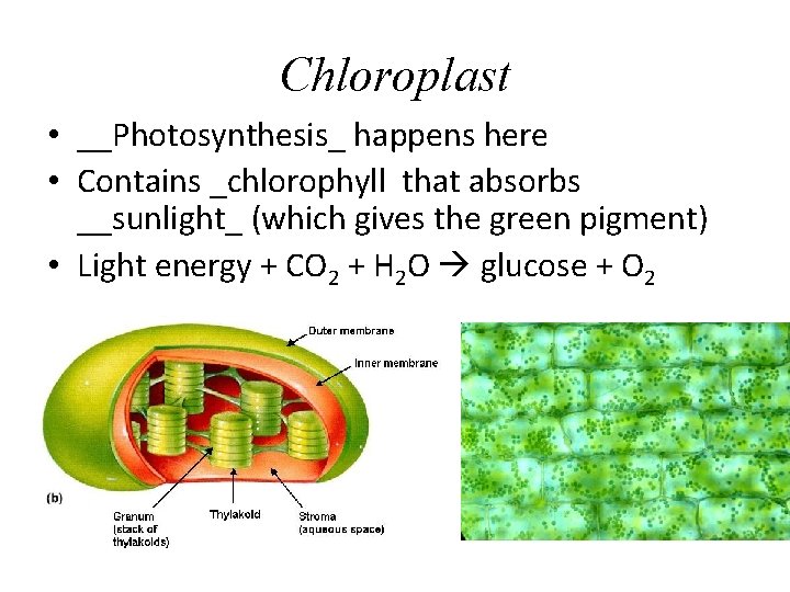 Chloroplast • __Photosynthesis_ happens here • Contains _chlorophyll that absorbs __sunlight_ (which gives the