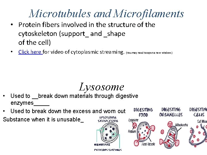 Microtubules and Microfilaments • Protein fibers involved in the structure of the cytoskeleton (support_