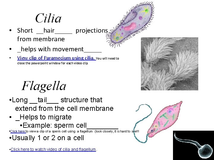 Cilia • Short __hair_____ projections from membrane • _helps with movement_____ • View clip