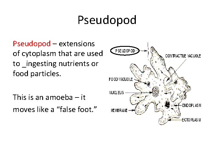 Pseudopod – extensions of cytoplasm that are used to _ingesting nutrients or food particles.