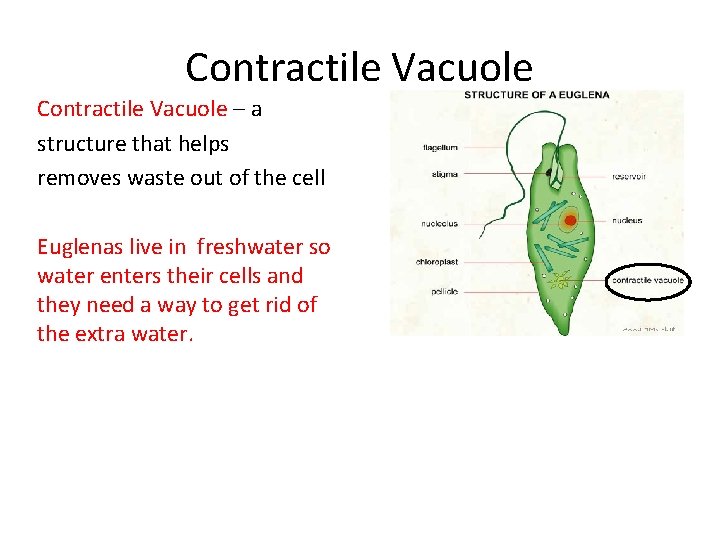 Contractile Vacuole – a structure that helps removes waste out of the cell Euglenas