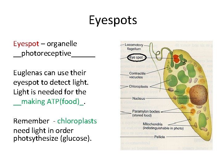 Eyespots Eyespot – organelle __photoreceptive______ Euglenas can use their eyespot to detect light. Light