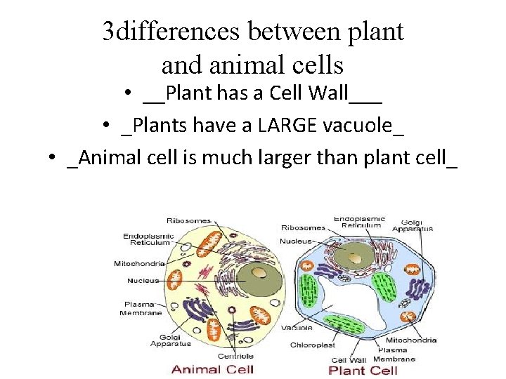 3 differences between plant and animal cells • __Plant has a Cell Wall___ •