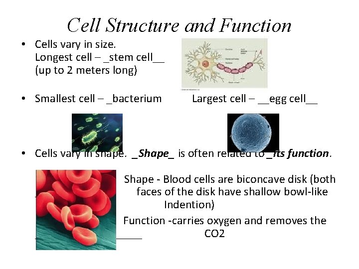 Cell Structure and Function • Cells vary in size. Longest cell – _stem cell__