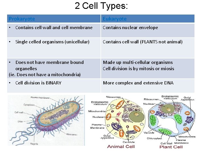 2 Cell Types: Prokaryote Eukaryote • Contains cell wall and cell membrane Contains nuclear