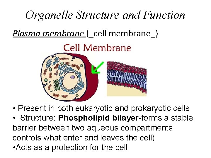 Organelle Structure and Function Plasma membrane (_cell membrane_) • Present in both eukaryotic and