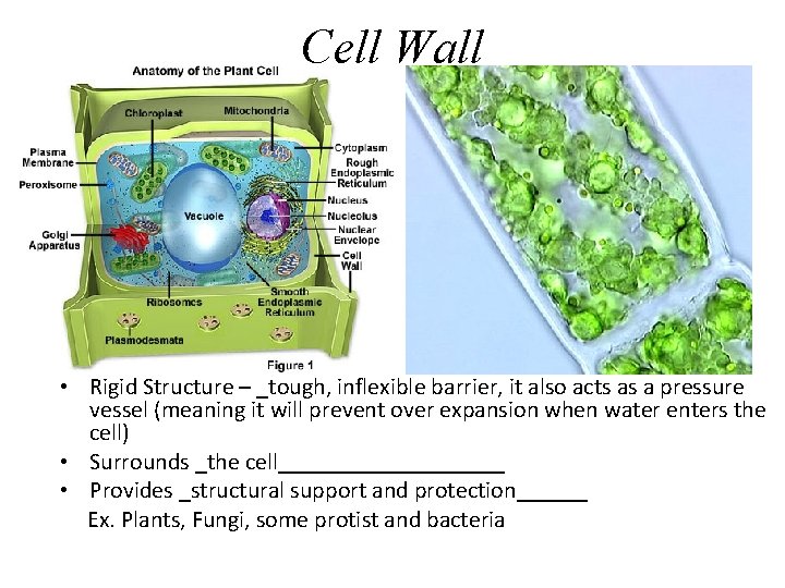 Cell Wall • Rigid Structure – _tough, inflexible barrier, it also acts as a