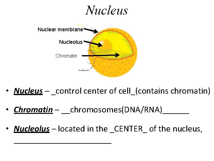 Nucleus Nuclear membrane Nucleolus Chromatin • Nucleus – _control center of cell_(contains chromatin) •