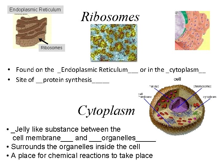 Endoplasmic Reticulum Ribosomes • Found on the _Endoplasmic Reticulum___ or in the _cytoplasm__ •