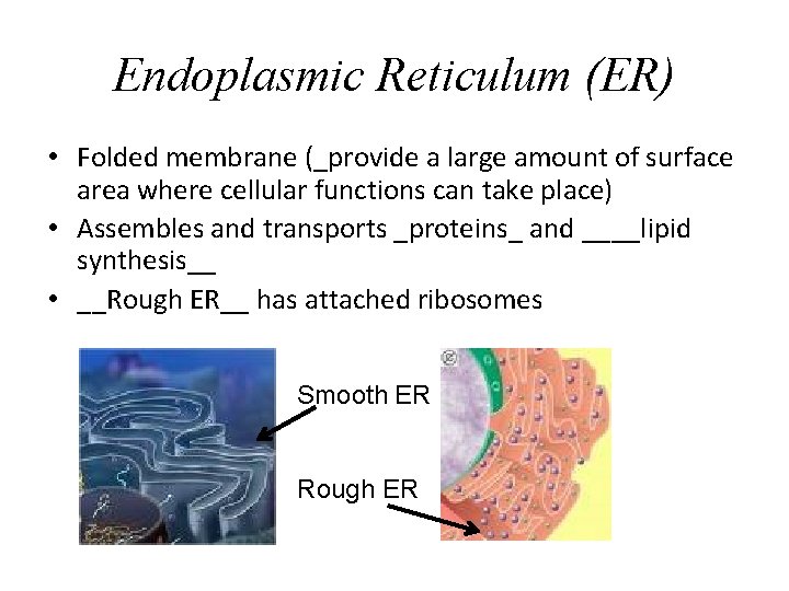 Endoplasmic Reticulum (ER) • Folded membrane (_provide a large amount of surface area where