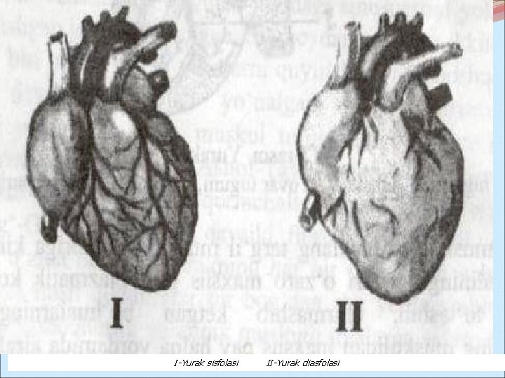 I-Yurak sisfolasi II-Yurak diasfolasi 