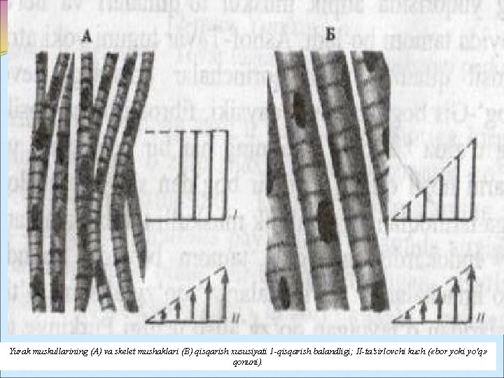 Yurak muskullarining (A) va skelet mushaklari (B) qisqarish xususiyati 1 -qisqarish balandligi; II-ta'sirlovchi kuch