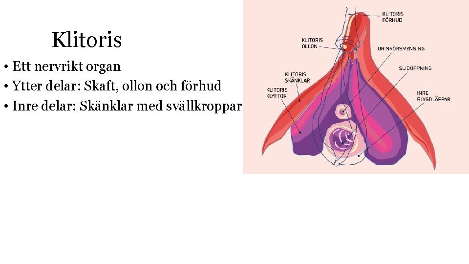 Klitoris • Ett nervrikt organ • Ytter delar: Skaft, ollon och förhud • Inre