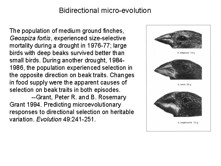 Conditions for Divergence and Convergence in the MicroEvolution