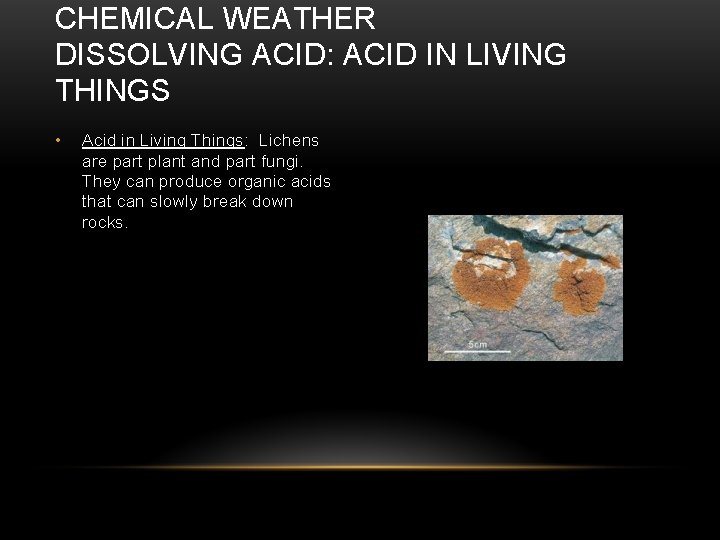 CHEMICAL WEATHER DISSOLVING ACID: ACID IN LIVING THINGS • Acid in Living Things: Lichens