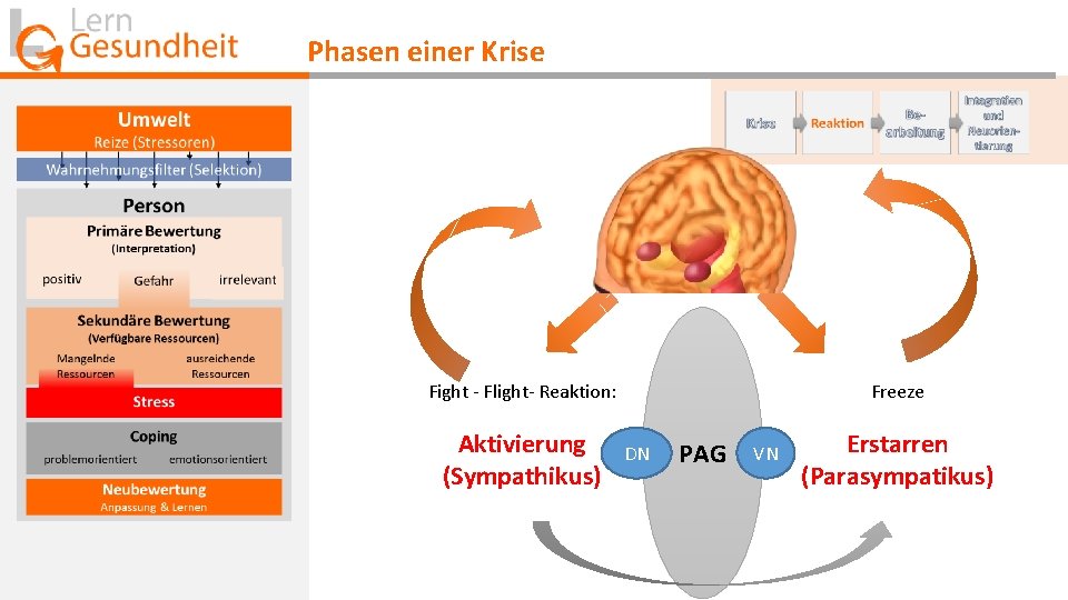 Phasen einer Krise Fight - Flight- Reaktion: Aktivierung (Sympathikus) Freeze DN PAG VN Erstarren