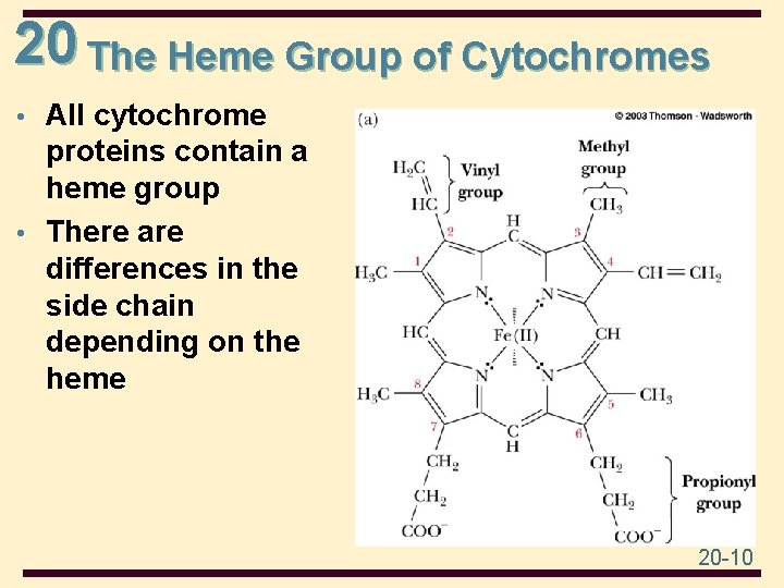 20 The Heme Group of Cytochromes • All cytochrome proteins contain a heme group
