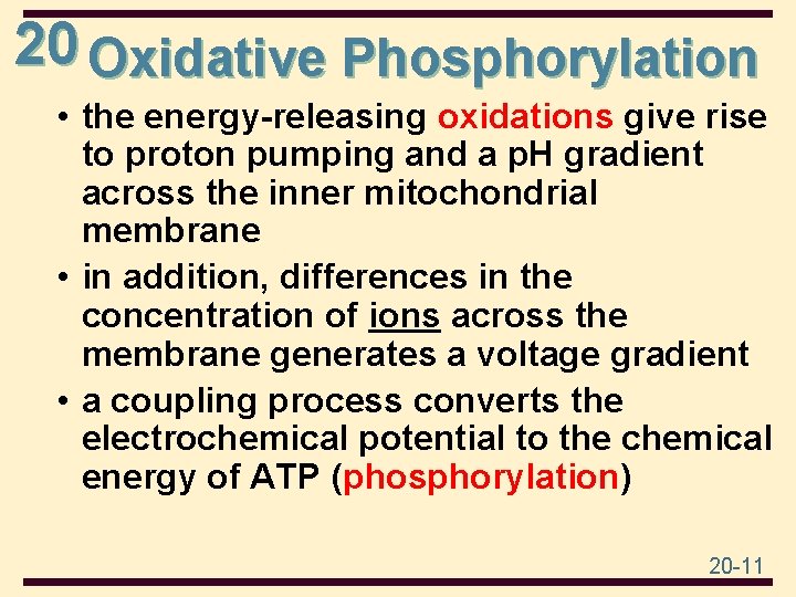 20 Oxidative Phosphorylation • the energy-releasing oxidations give rise to proton pumping and a
