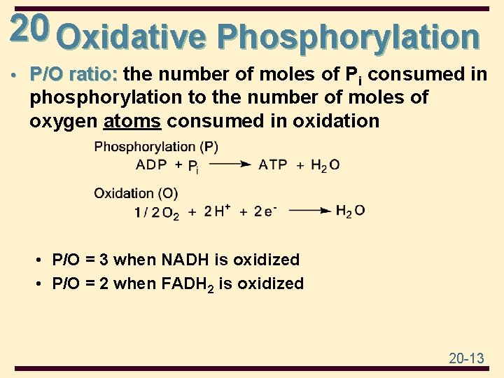 20 Oxidative Phosphorylation • P/O ratio: the number of moles of Pi consumed in