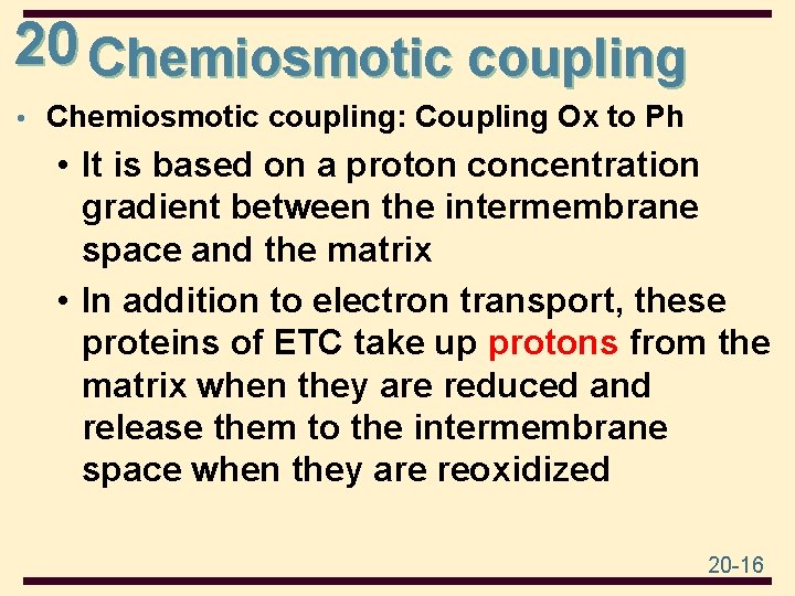 20 Chemiosmotic coupling • Chemiosmotic coupling: Coupling Ox to Ph • It is based