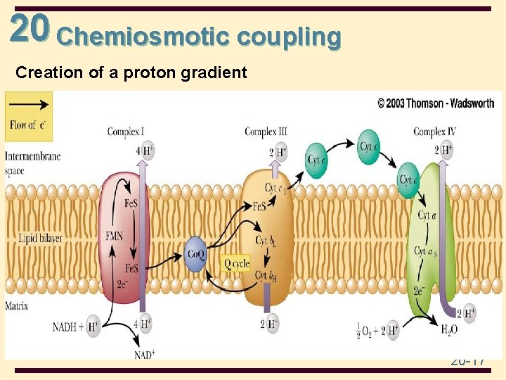 20 Chemiosmotic coupling Creation of a proton gradient 20 -17 