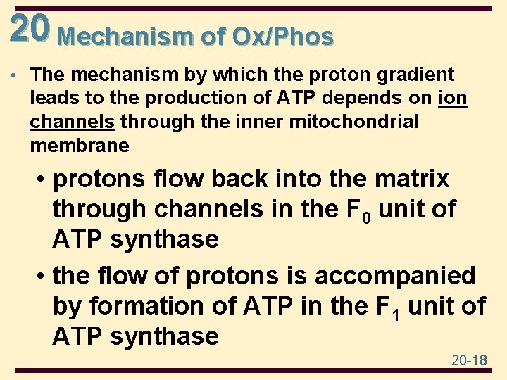 20 Mechanism of Ox/Phos • The mechanism by which the proton gradient leads to