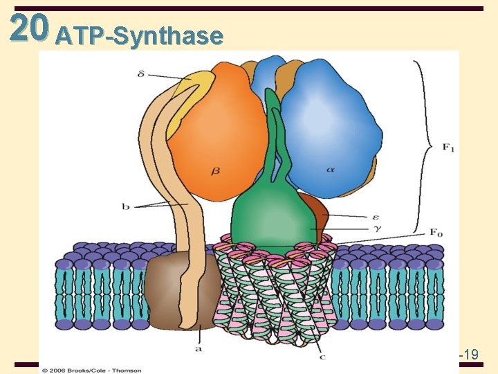 20 ATP-Synthase 20 -19 