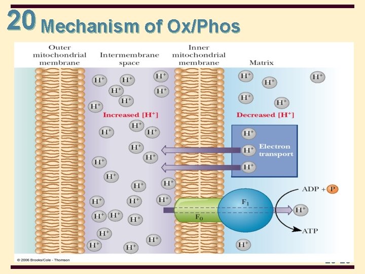 20 Mechanism of Ox/Phos 20 -20 