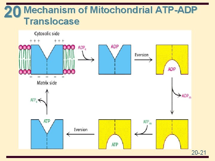 20 Mechanism of Mitochondrial ATP-ADP Translocase 20 -21 