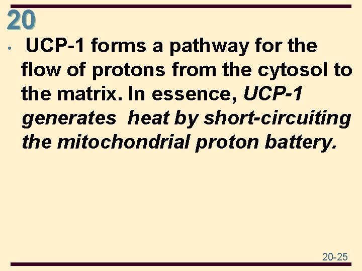 20 • UCP-1 forms a pathway for the flow of protons from the cytosol