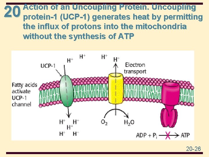 20 Action of an Uncoupling Protein. Uncoupling protein-1 (UCP-1) generates heat by permitting the