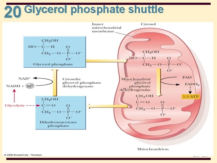 Glycerol phosphate shuttle 20 20 -29 