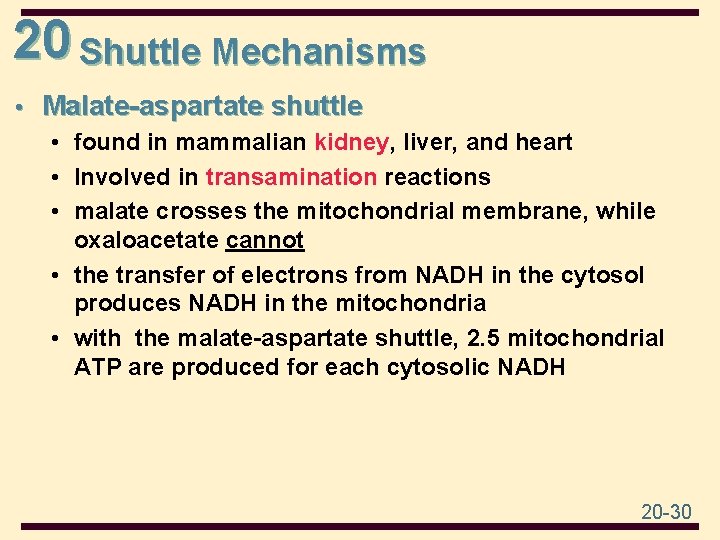 20 Shuttle Mechanisms • Malate-aspartate shuttle • found in mammalian kidney, liver, and heart