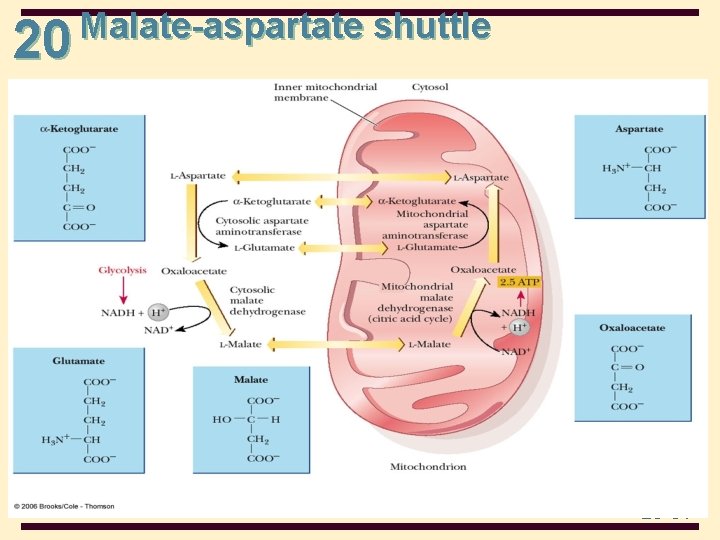 20 Malate-aspartate shuttle 20 -31 